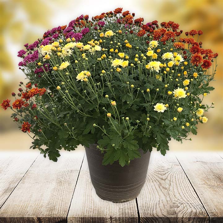 We Grow Amazing Plants!